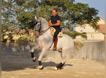 Lusitanos, Hengst, 14 Jahre, 168 cm, Perlino