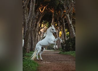 Lusitanos, Hengst, 16 Jahre, 161 cm, Schimmel