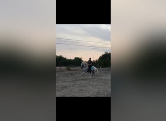Lusitanos, Hengst, 18 Jahre, 160 cm, Schimmel