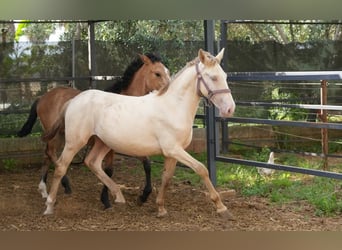 Lusitanos Mix, Hengst, 1 Jahr, 147 cm, Perlino
