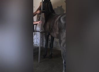 Lusitanos, Hengst, 1 Jahr, 153 cm, Schimmel