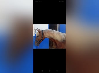Lusitanos, Hengst, 1 Jahr, 154 cm, Fuchs