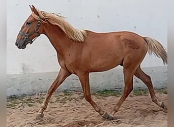Lusitanos, Hengst, 1 Jahr, 154 cm, Fuchs