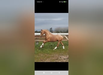 Lusitanos, Hengst, 1 Jahr, 154 cm, Fuchs