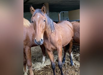Lusitanos, Hengst, 1 Jahr, 155 cm, Brauner