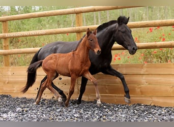 Lusitanos Mix, Hengst, 1 Jahr, 155 cm, Dunkelbrauner