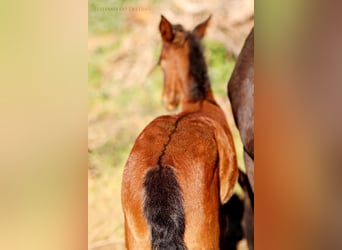 Lusitanos Mix, Hengst, 1 Jahr, 155 cm, Dunkelbrauner