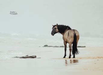 Lusitanos, Hengst, 1 Jahr, 155 cm, Falbe