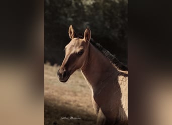 Lusitanos, Hengst, 1 Jahr, 155 cm, Falbe