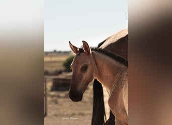 Lusitanos, Hengst, 1 Jahr, 155 cm, Falbe