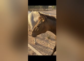 Lusitanos, Hengst, 1 Jahr, 156 cm, Falbe