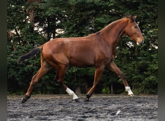 Lusitanos, Hengst, 1 Jahr, 159 cm, Brauner