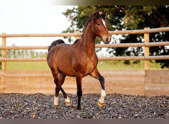 Lusitanos Mix, Hengst, 1 Jahr, 160 cm, Brauner