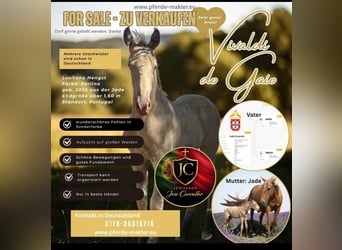Lusitanos, Hengst, 1 Jahr, 160 cm, Cremello