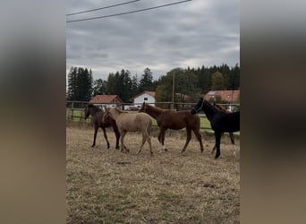 Lusitanos, Hengst, 1 Jahr, 160 cm, Red Dun