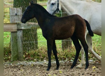 Lusitanos, Hengst, 1 Jahr, 160 cm, Schimmel