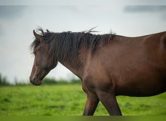 Lusitanos, Hengst, 1 Jahr, 163 cm, Brauner
