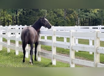 Lusitanos, Hengst, 1 Jahr, 163 cm, Schimmel
