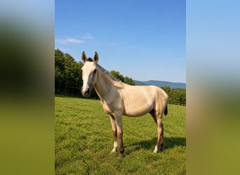 Lusitanos, Hengst, 1 Jahr, 164 cm, Buckskin