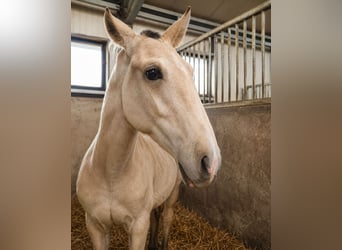Lusitanos, Hengst, 1 Jahr, 164 cm, Buckskin