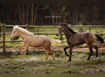 Lusitanos, Hengst, 1 Jahr, 164 cm, Buckskin