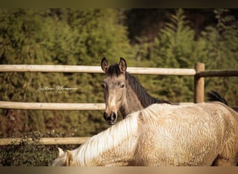 Lusitanos, Hengst, 1 Jahr, 164 cm, Buckskin
