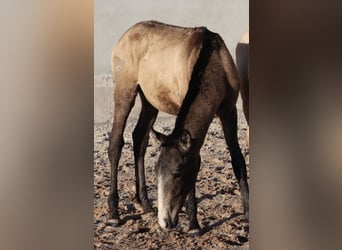 Lusitanos, Hengst, 1 Jahr, 164 cm, Buckskin