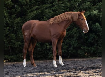 Lusitanos, Hengst, 1 Jahr, 164 cm, Fuchs