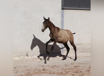 Lusitanos, Hengst, 1 Jahr, 164 cm, Kann Schimmel werden