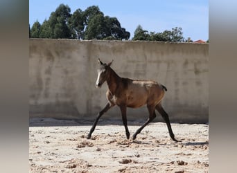 Lusitanos, Hengst, 1 Jahr, 164 cm, Kann Schimmel werden
