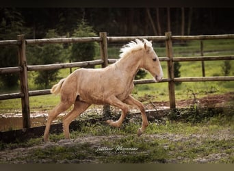 Lusitanos, Hengst, 1 Jahr, 164 cm, Palomino