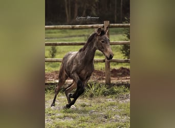Lusitanos, Hengst, 1 Jahr, 164 cm