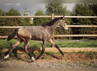 Lusitanos, Hengst, 1 Jahr, 164 cm