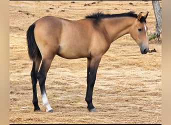 Lusitanos, Hengst, 1 Jahr, 165 cm, Falbe