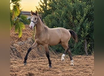Lusitanos, Hengst, 1 Jahr, 165 cm, Falbe