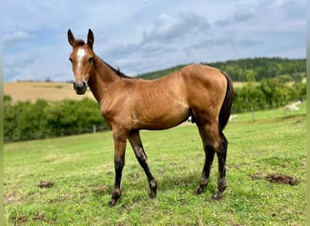 Lusitanos, Hengst, 1 Jahr, 165 cm, Falbe