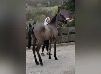 Lusitanos, Hengst, 1 Jahr, 166 cm, Braunfalbschimmel