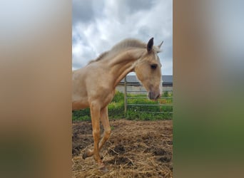 Lusitanos, Hengst, 1 Jahr, 166 cm, Palomino
