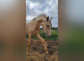 Lusitanos, Hengst, 1 Jahr, 166 cm, Palomino