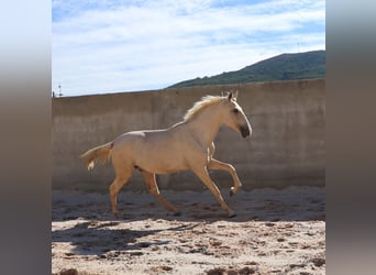 Lusitanos, Hengst, 1 Jahr, 166 cm, Palomino