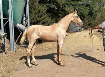 Lusitanos, Hengst, 1 Jahr, 167 cm, Palomino