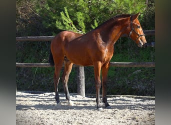 Lusitanos, Hengst, 1 Jahr, 170 cm, Brauner