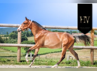 Lusitanos, Hengst, 1 Jahr, Brauner