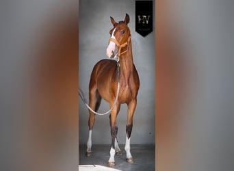 Lusitanos, Hengst, 1 Jahr, Brauner
