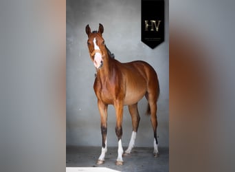 Lusitanos, Hengst, 1 Jahr, Brauner