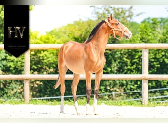 Lusitanos, Hengst, 1 Jahr, Brauner