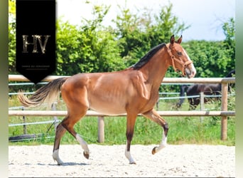 Lusitanos, Hengst, 1 Jahr, Brauner
