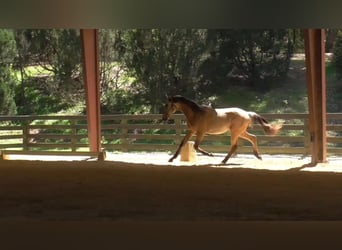 Lusitanos, Hengst, 1 Jahr, Buckskin