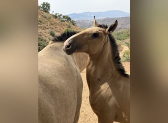 Lusitanos, Hengst, 1 Jahr