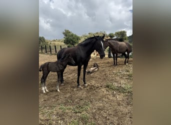 Lusitanos, Hengst, 1 Jahr